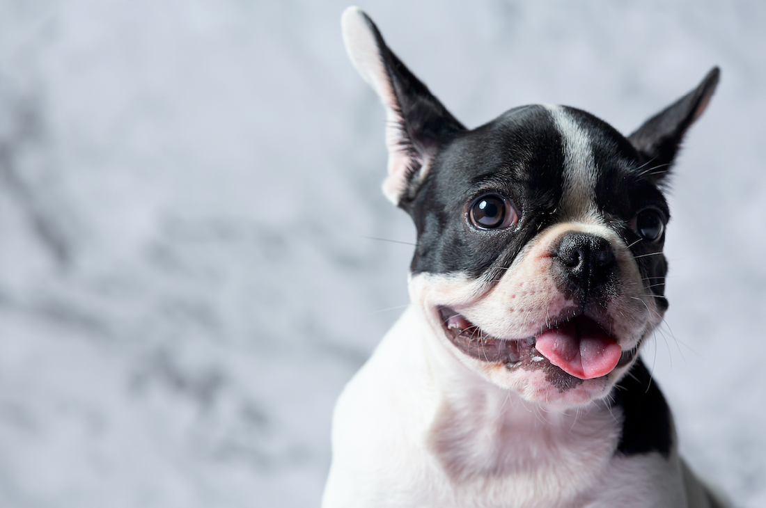 Zo werkt het rouwproces na het verlies van je hond