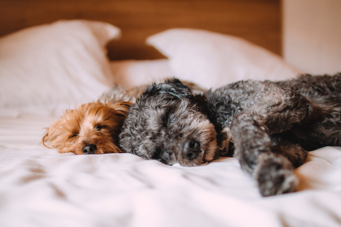 De praktische zaken na het overlijden van je hond