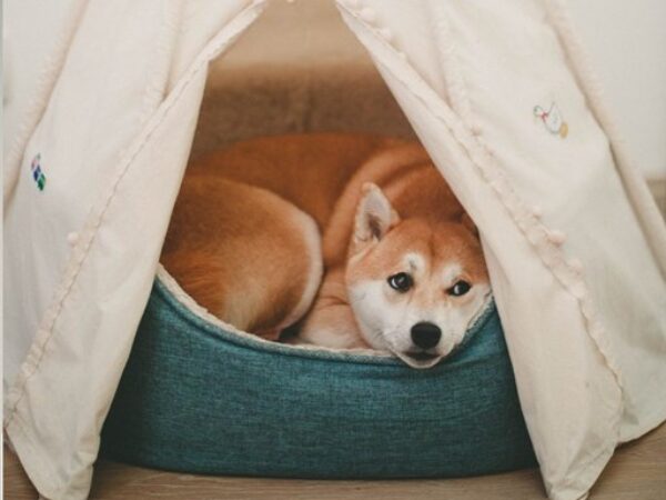 Je overleden hond begraven, cremeren of iets anders?