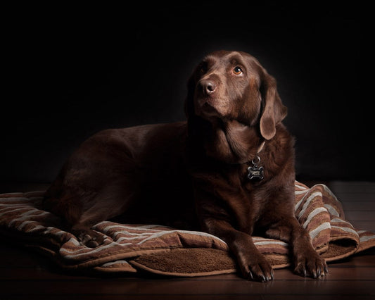 Hond die rouwt? 5x hoe je jouw hond helpt rouwen 