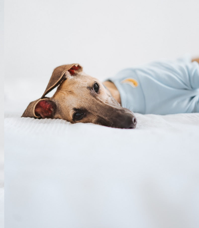 Verwerken van het verlies van je hond met mindfulness