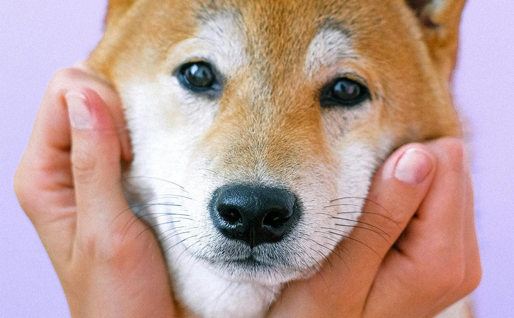 Onvoorwaardelijke liefde: waarom je jouw hond nooit zal vergeten