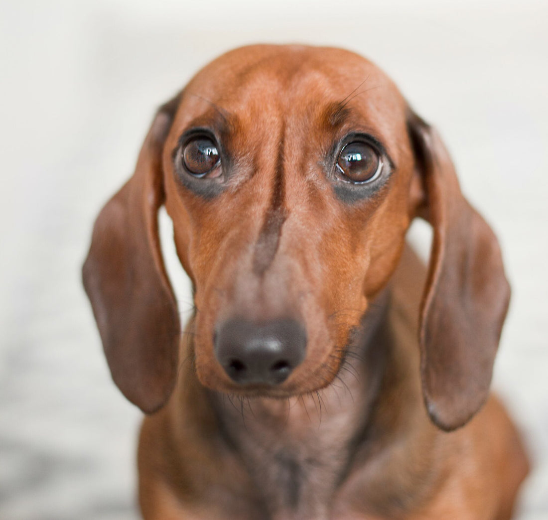 Een pootafdruk op je hart: 3 quotes voor als je je hond mist 