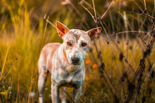 Dit is waarom rouwen om je hond nog pijnlijker kan zijn dan om een mens