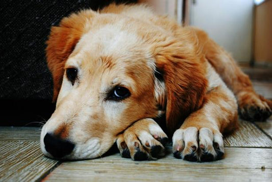 schuldgevoel na overlijden hond