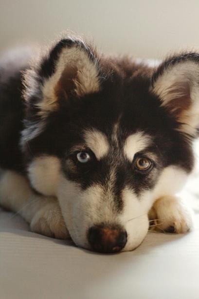 Veel verdriet na het overlijden van je hond? Dit kun je doen 