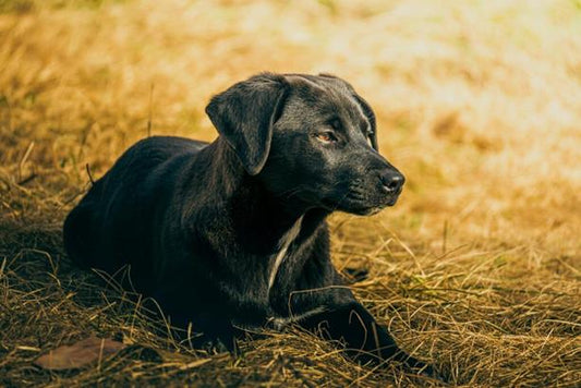 Wat mensen zeggen vs. wat je graag had willen horen na verlies van je hond