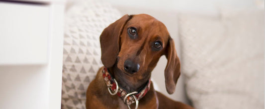 verlies hond gewoontes