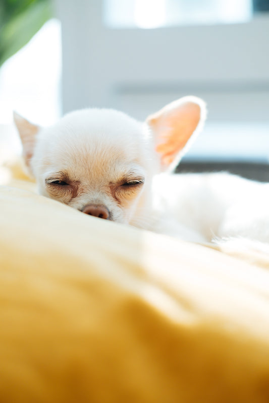 5x speciale plekken in Nederland om je hond te begraven