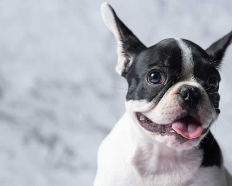 Hoe rouw je na het overlijden van je hond?