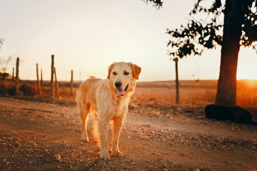 hond overleden