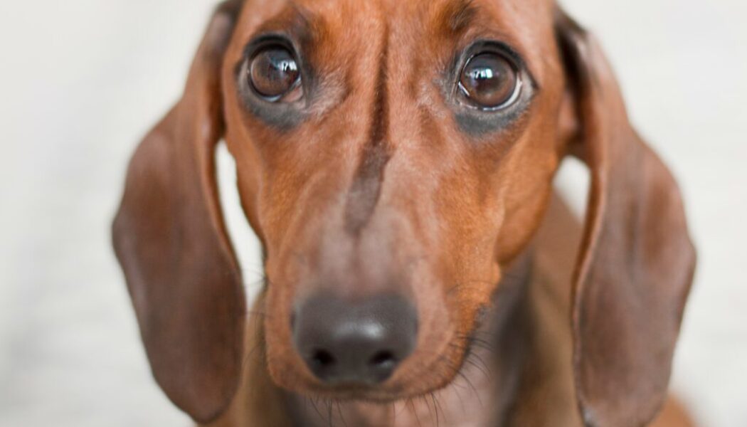 Een pootafdruk op je hart: 3 quotes voor als je je hond mist 