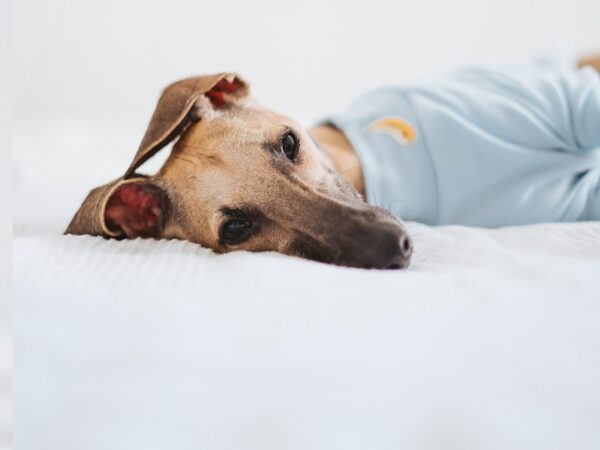 Verwerken van het verlies van je hond met mindfulness