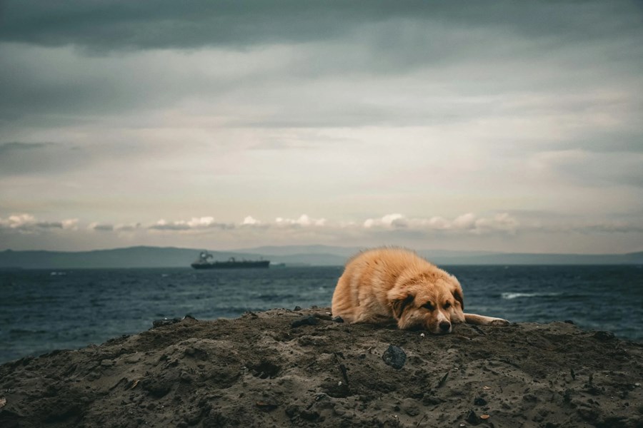 hond in rouw