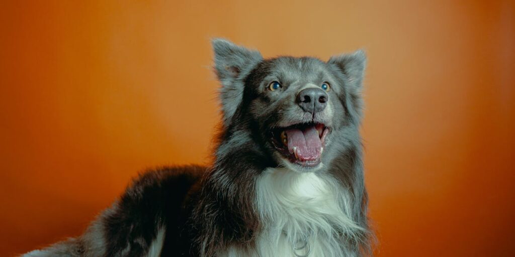 mindful verlies verwerken hond
