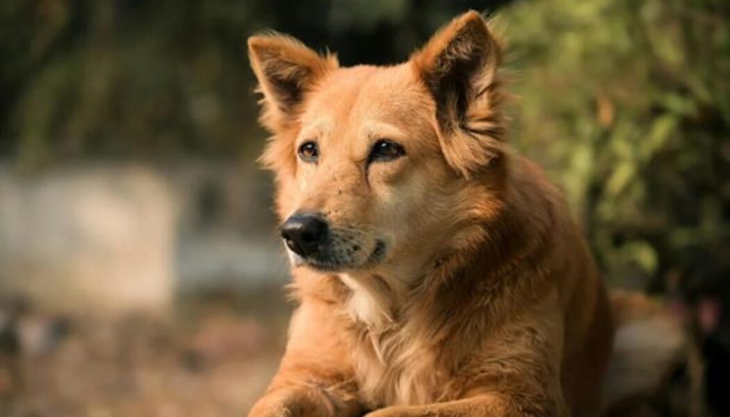 5x speciale plekken in Nederland om je hond te begraven 