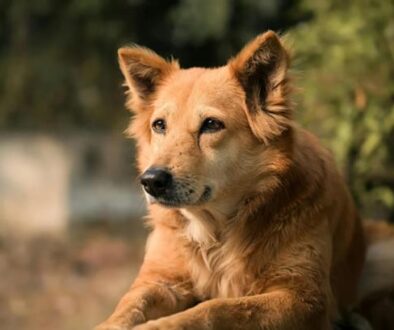 hond begraven dierenbegraafplaats