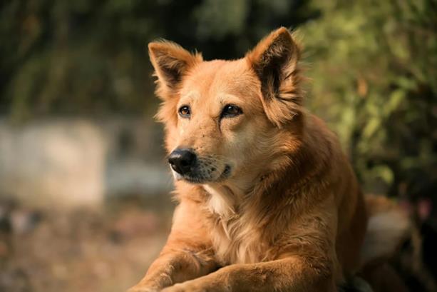 hond begraven dierenbegraafplaats