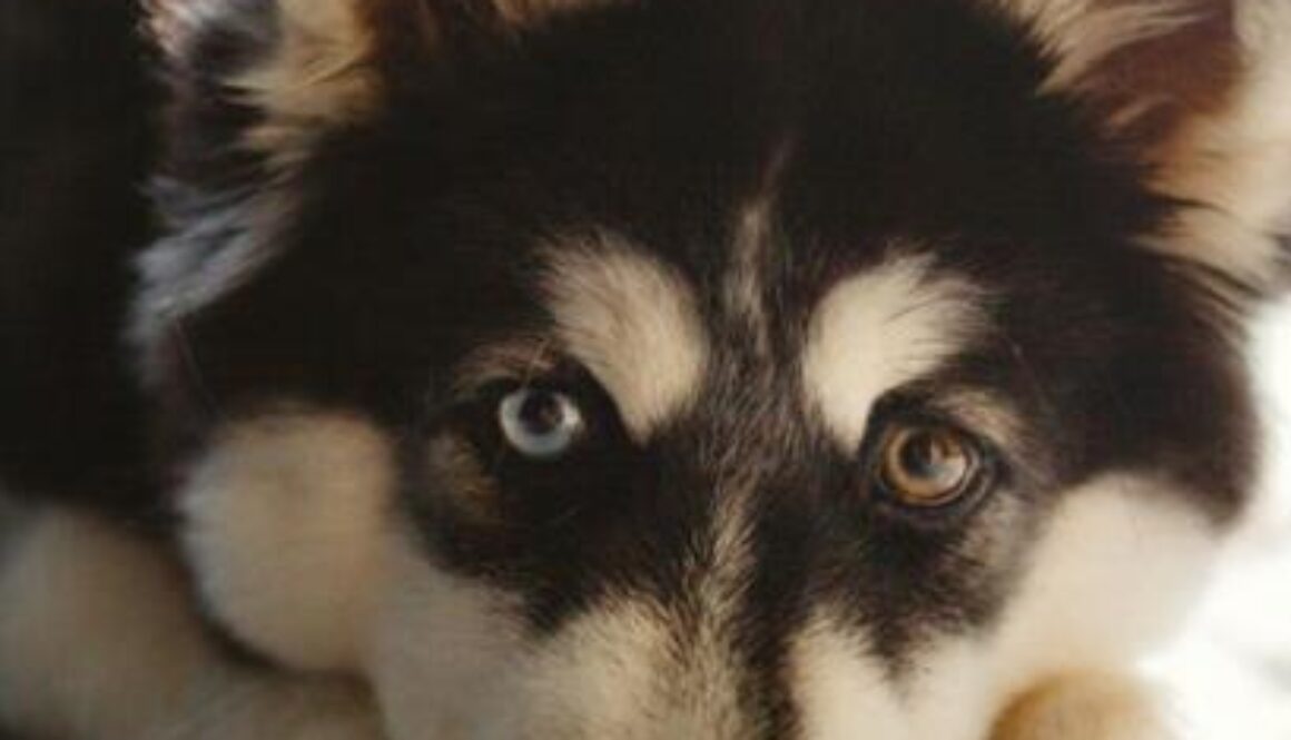 verdriet overlijden hond