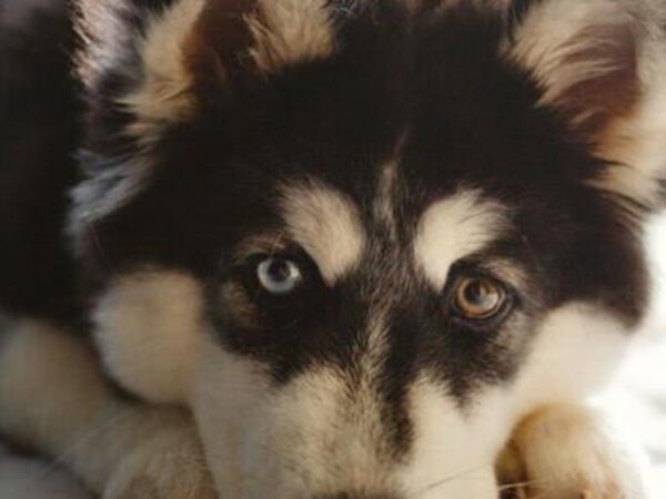 Veel verdriet na het overlijden van je hond? Dit kun je doen 