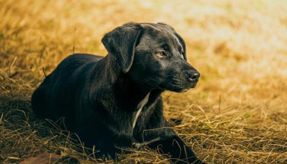 verdriet overlijden hond