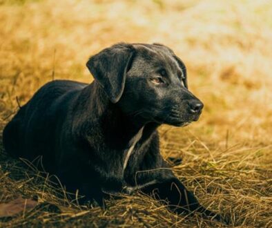 verdriet overlijden hond