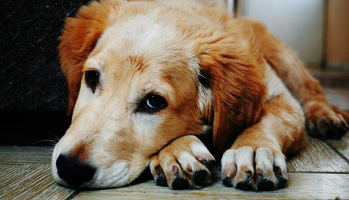 schuldgevoel na overlijden hond