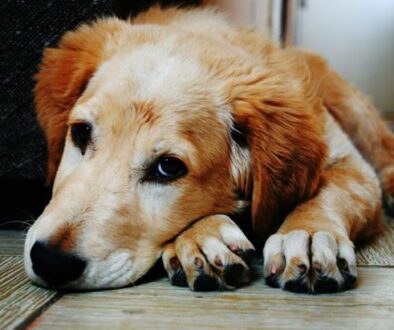 schuldgevoel na overlijden hond
