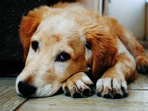 Omgaan met schuldgevoel na het overlijden van je hond 