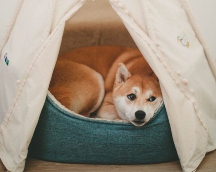 Je overleden hond begraven, cremeren of iets anders?