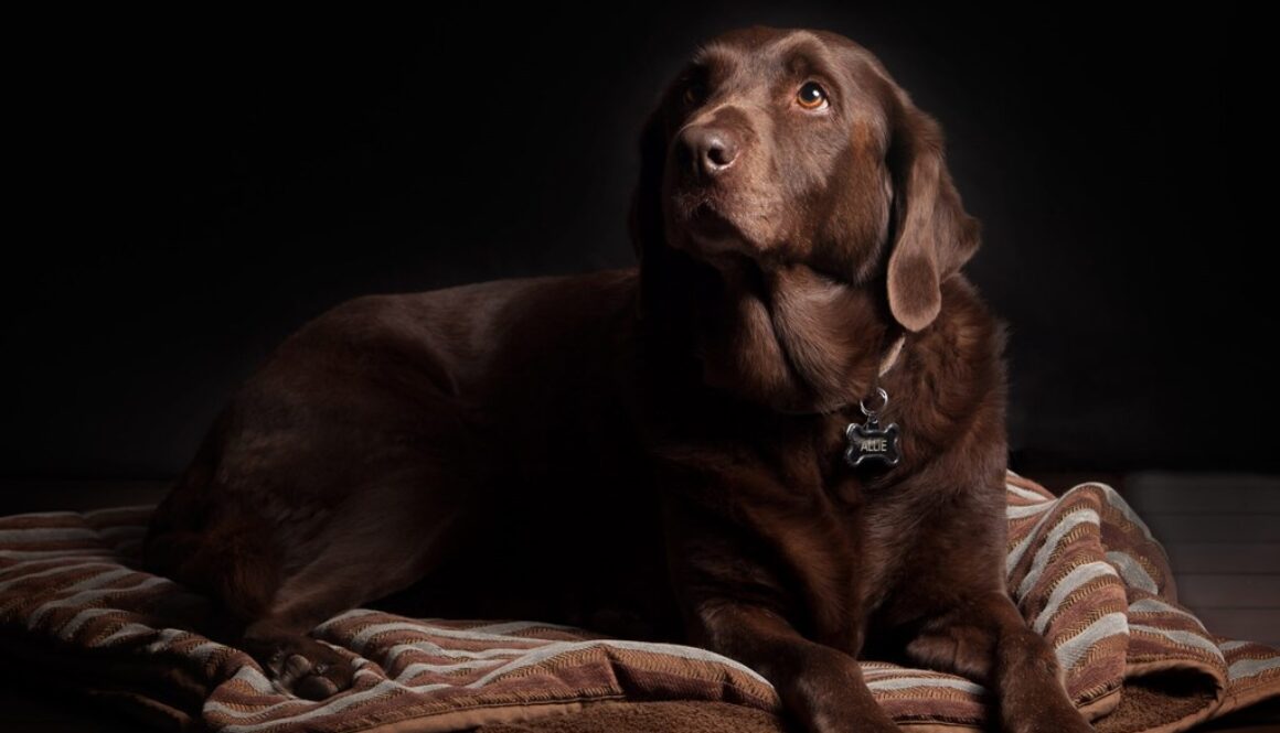 hond in de rouw