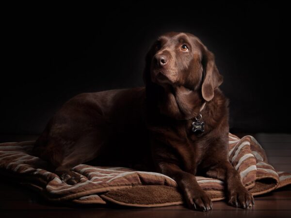 Hond in de rouw: 5x hoe je jouw hond helpt rouwen 