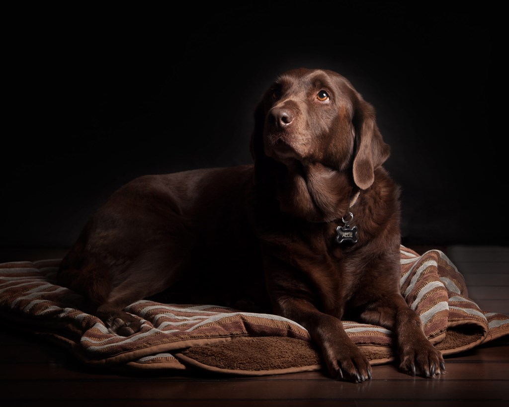 hond in de rouw
