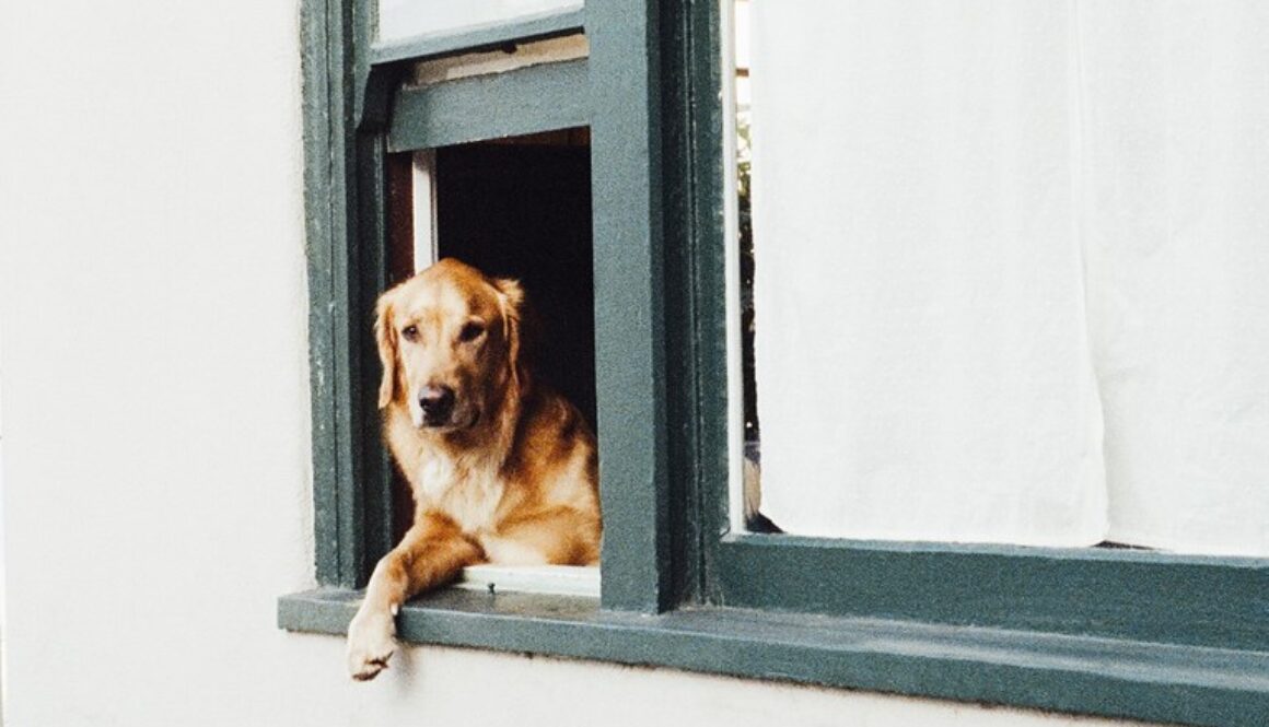hond overleden