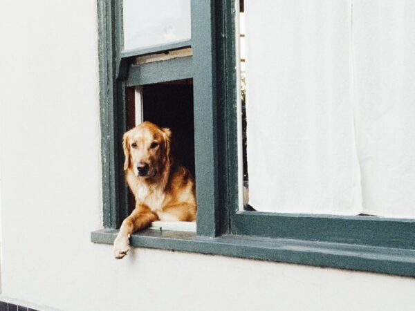 Je hond is overleden – praktische zaken voor jou als baasje
