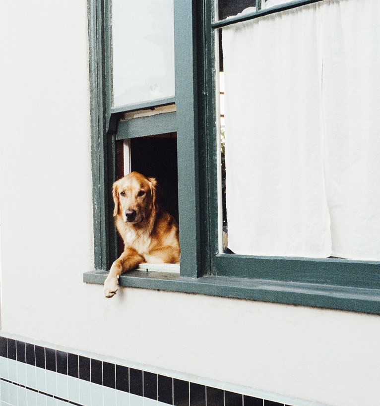 hond overleden