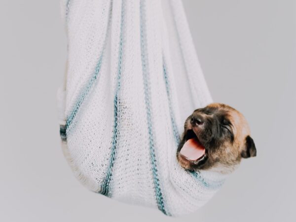 Onvoorwaardelijke liefde: waarom je jouw hond nooit zal vergeten