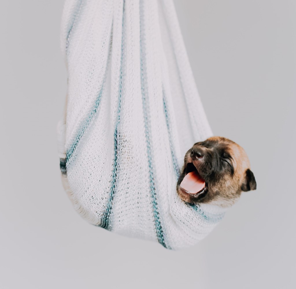 onvoorwaardelijk liefde rouw hond