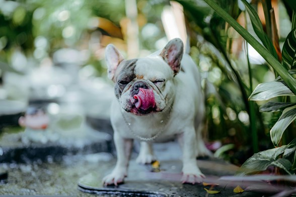 overleden hond begraven of cremeren