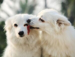 quote overlijden hond