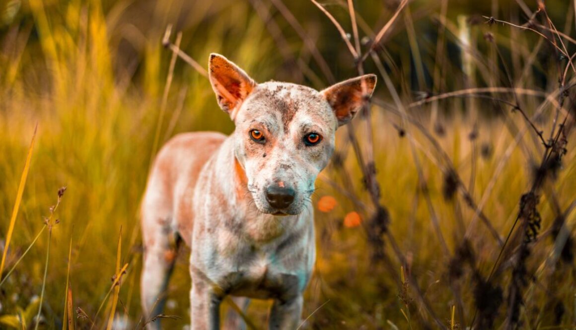 rouw om overleden hond