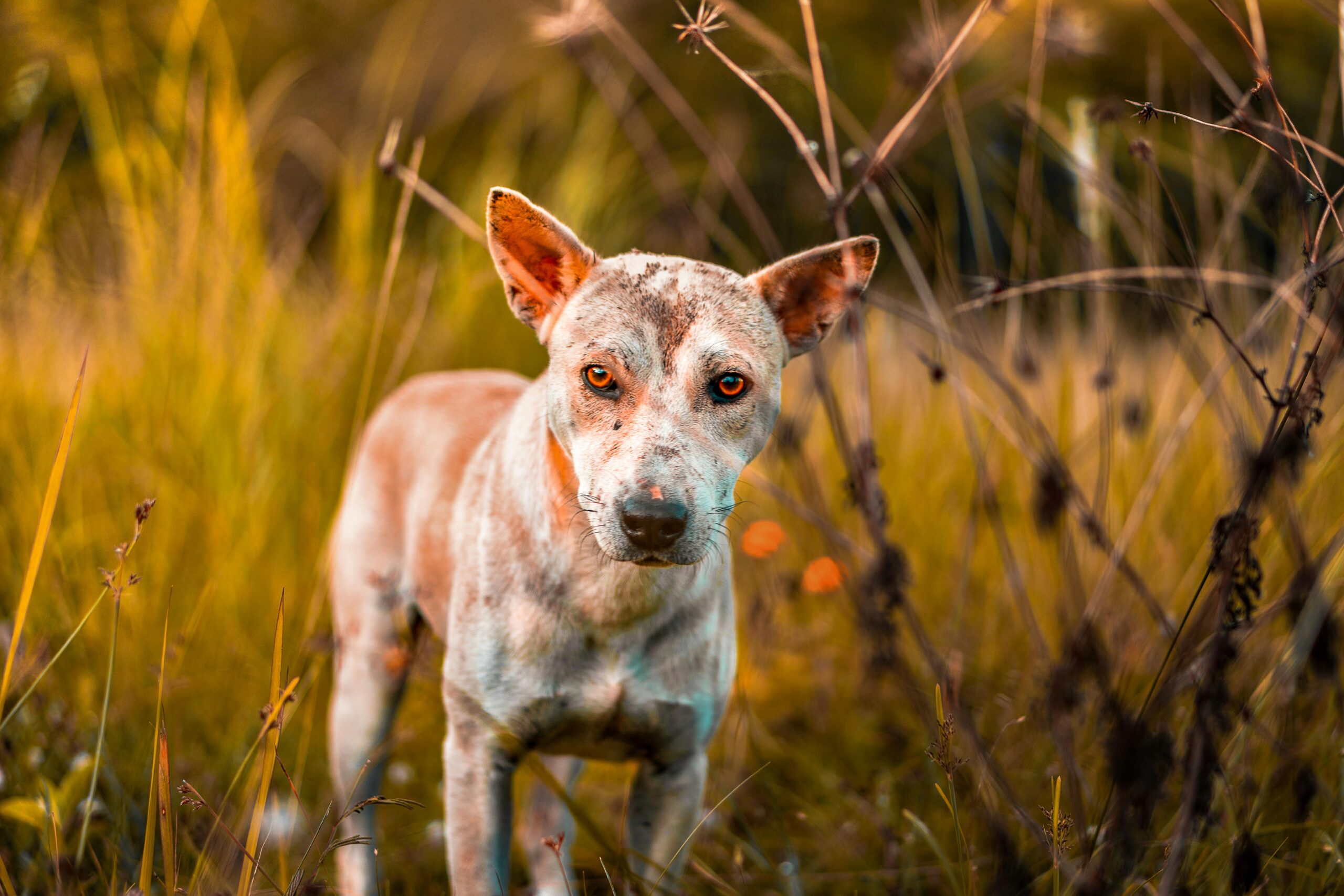 rouw om overleden hond
